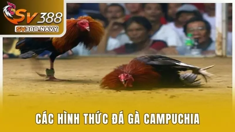 5 giải đá gà chính siêu hot tại Campuchia