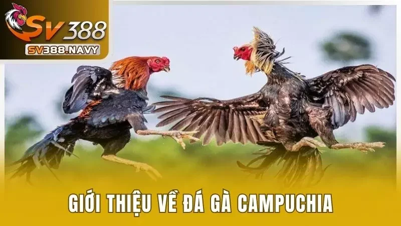 Sơ lược về chọi gà Campuchia