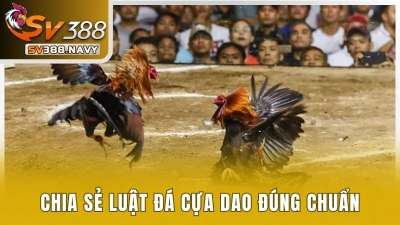 Chia sẻ luật đá cựa dao đúng chuẩn