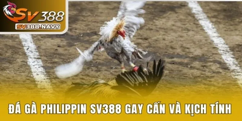 Đá gà Philippin gay cấn và kịch tính tại SV388