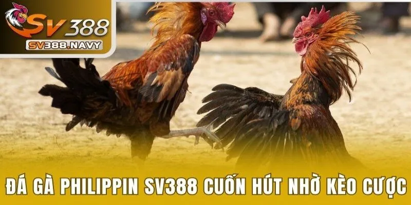 Đá gà Philippin tại SV388 cuốn hút người chơi nhờ kèo cược hấp dẫn
