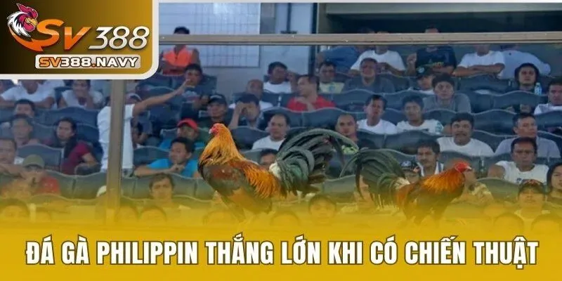 Đá gà Philippin thắng lớn cùng SV388 khi có chiến thuật hữu ích