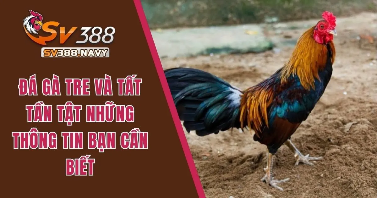 Đá Gà Tre Và Tất Tần Tật Những Thông Tin Bạn Cần Biết 1 Đá gà tre
