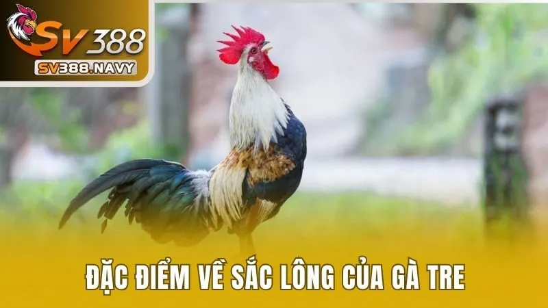 Đá Gà Tre Và Tất Tần Tật Những Thông Tin Bạn Cần Biết 3 Đặc điểm về sắc lông của gà tre