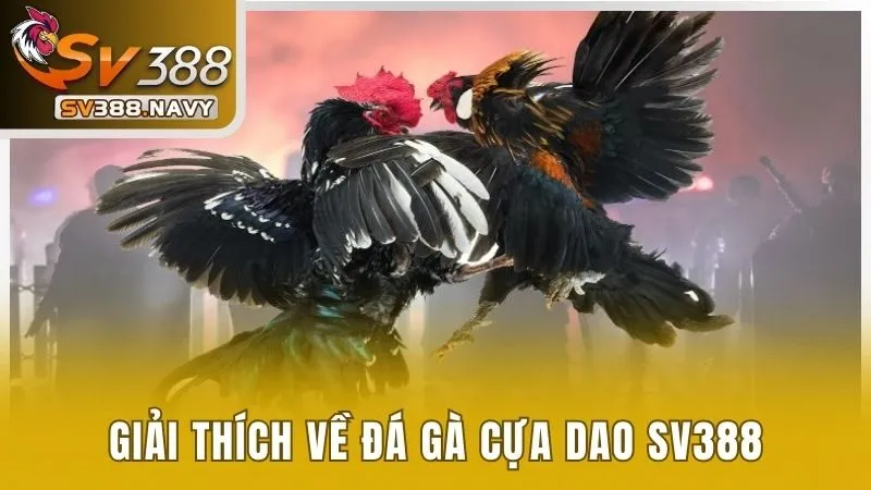 Giải thích về đá gà cựa dao SV388
