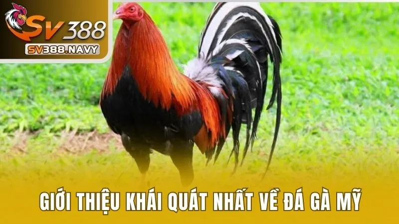 Giới thiệu khái quát nhất về đá gà Mỹ 