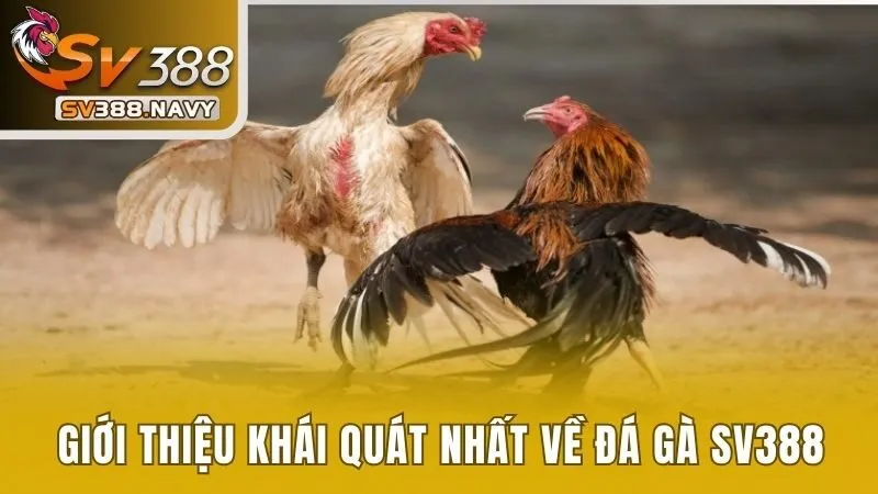 Giới thiệu khái quát nhất về đá gà SV388