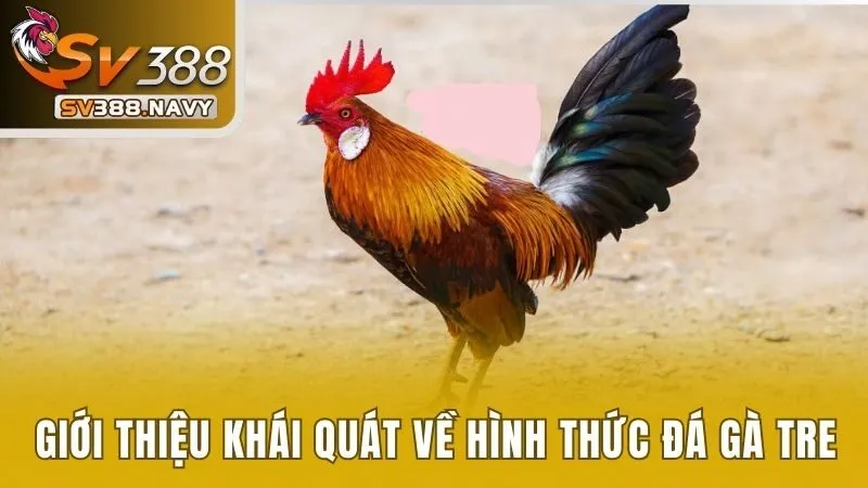 Đá Gà Tre Và Tất Tần Tật Những Thông Tin Bạn Cần Biết 2 Giới thiệu khái quát nhất về hình thức đá gà tre