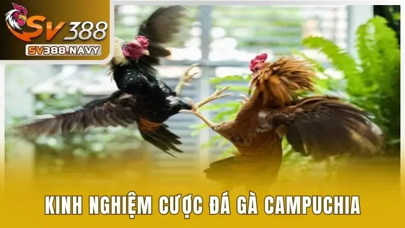 Kinh nghiệm dự đoán đúng chiến kê nào sẽ áp đảo