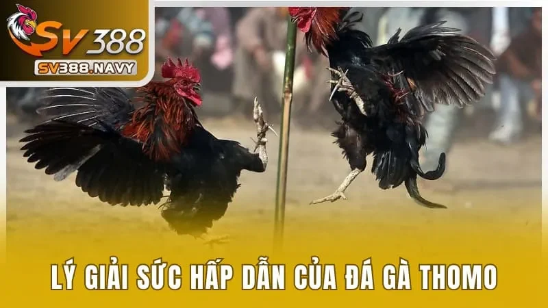 Lý giải sức hấp dẫn của đá gà Thomo tại SV388