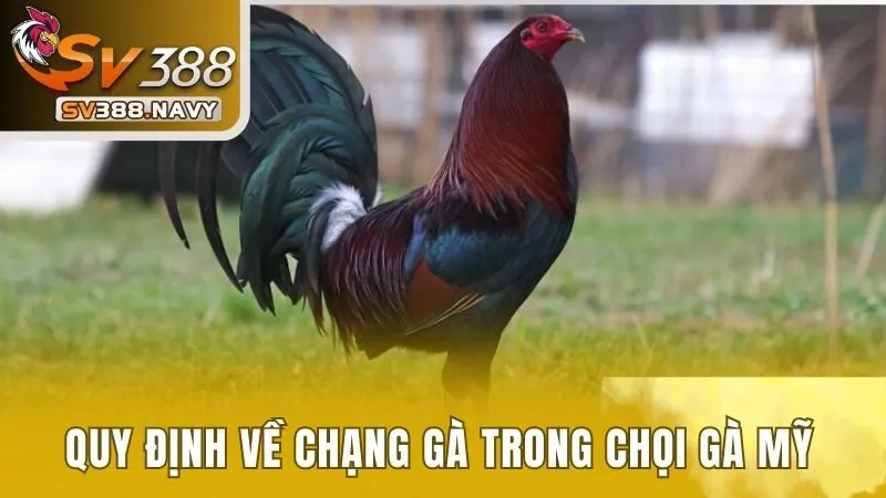 Quy định về chạng gà trong chọi gà mỹ 