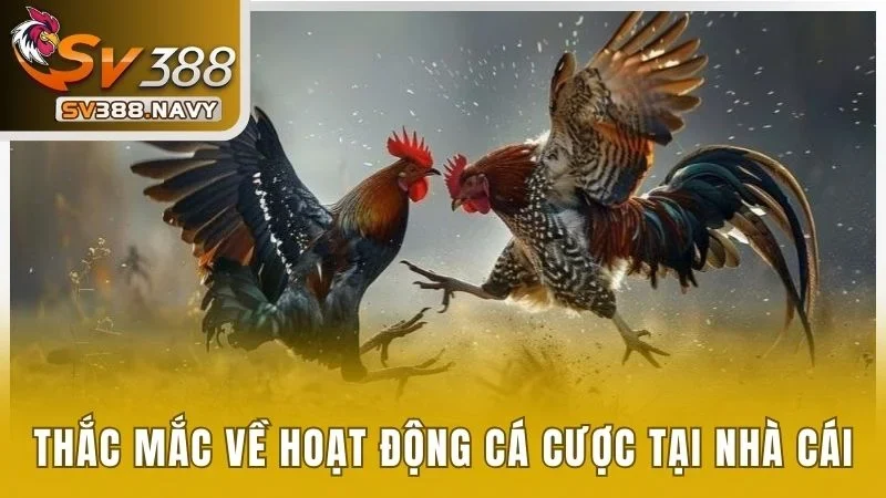 Câu Hỏi Thường Gặp Về SV388 - Giải Đáp Thắc Mắc Chi Tiết 3 Thắc mắc về hoạt động cá cược tại nhà cái