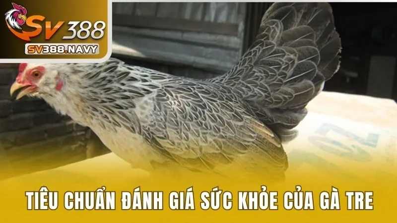 Đá Gà Tre Và Tất Tần Tật Những Thông Tin Bạn Cần Biết 4 Tiêu chuẩn đánh giá sức khỏe của gà tre