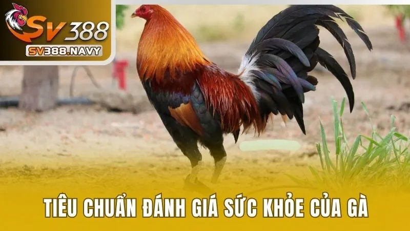 Tiêu chuẩn đánh giá sức khỏe của gà 